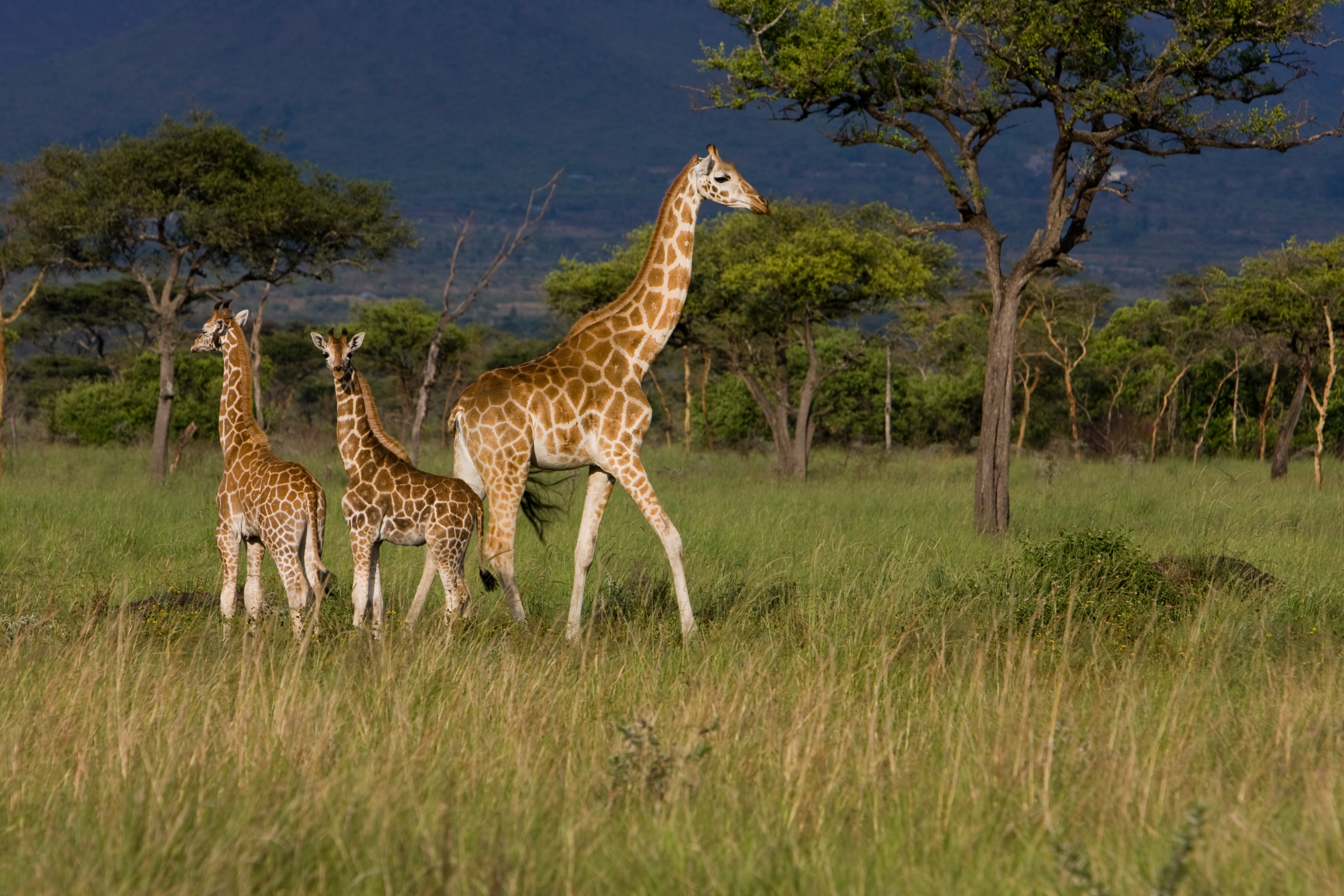 Giraffe in Kenya