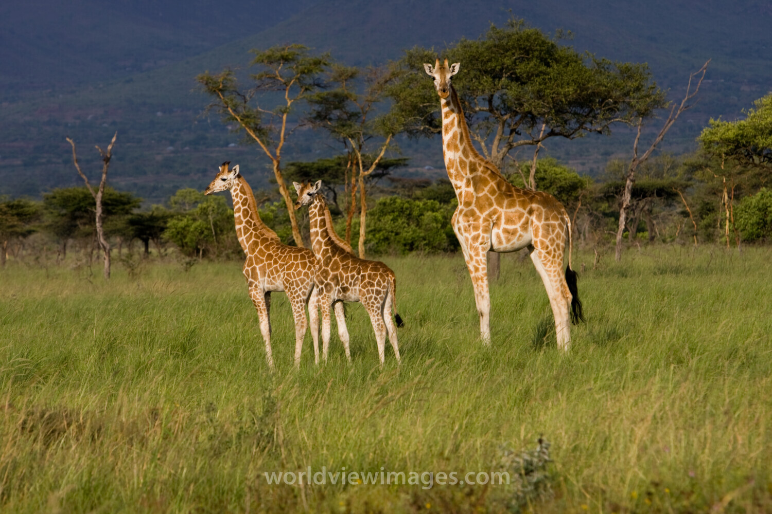 Giraffe in Kenya