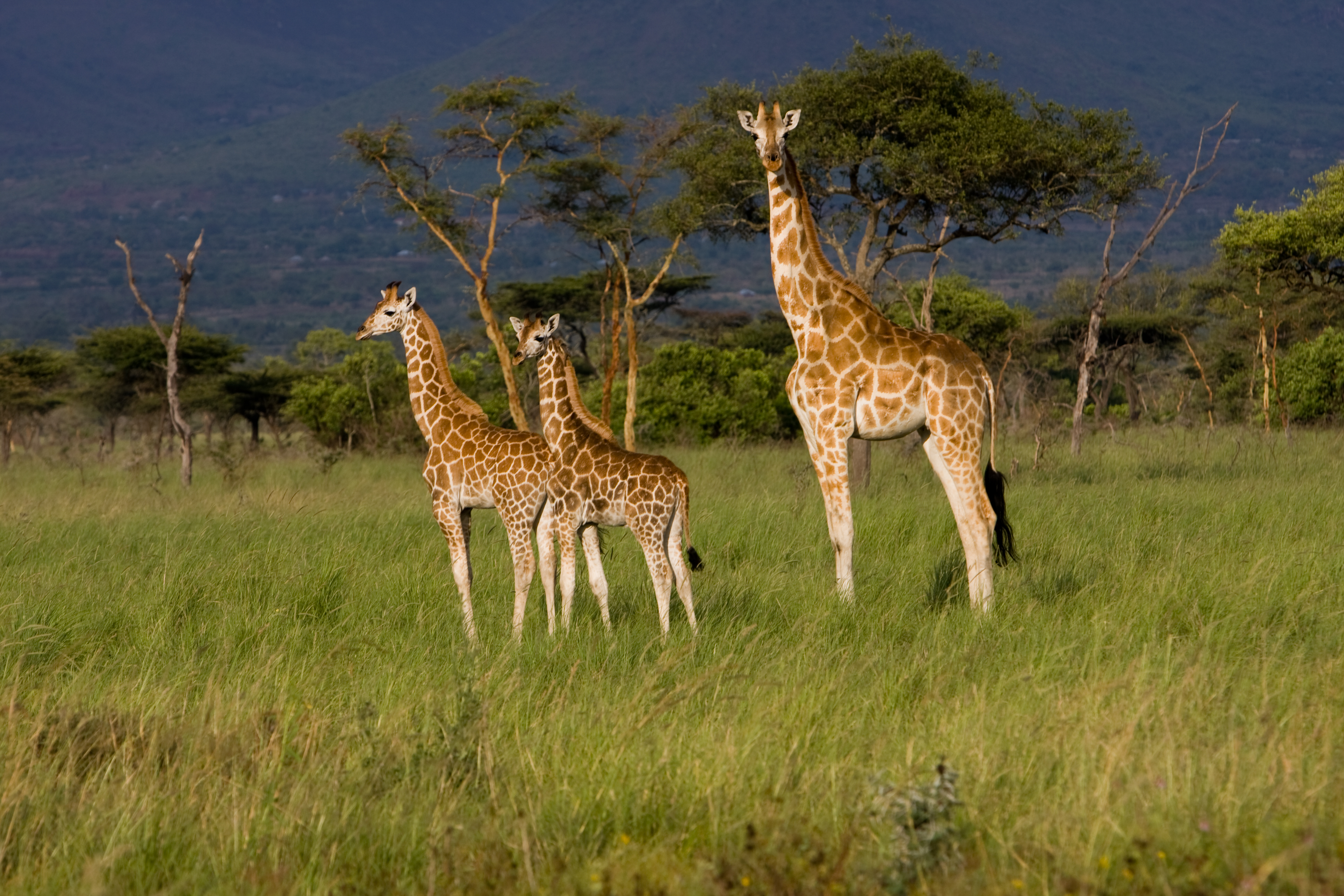 Giraffe in Kenya