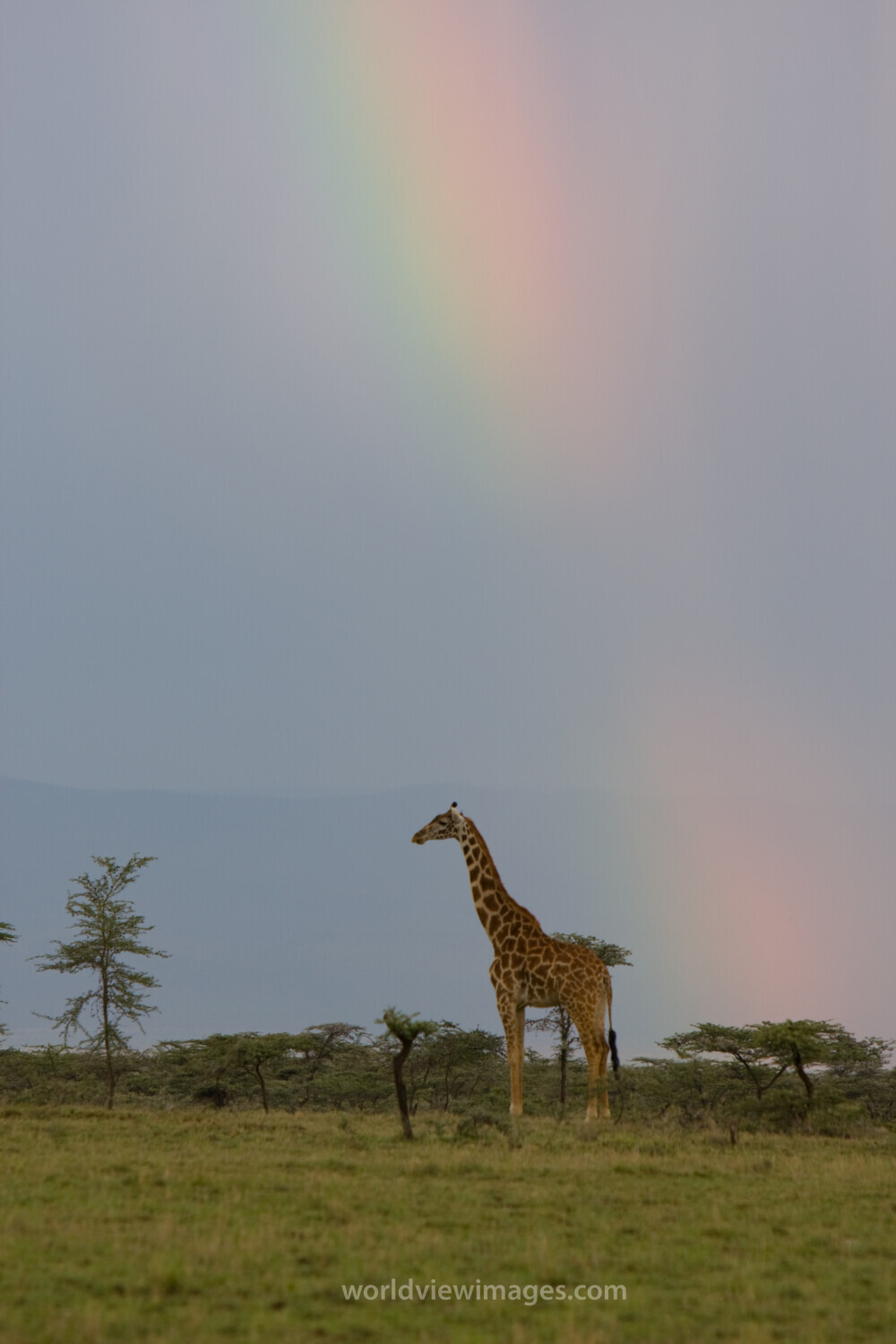 Giraffe and the Rainbow