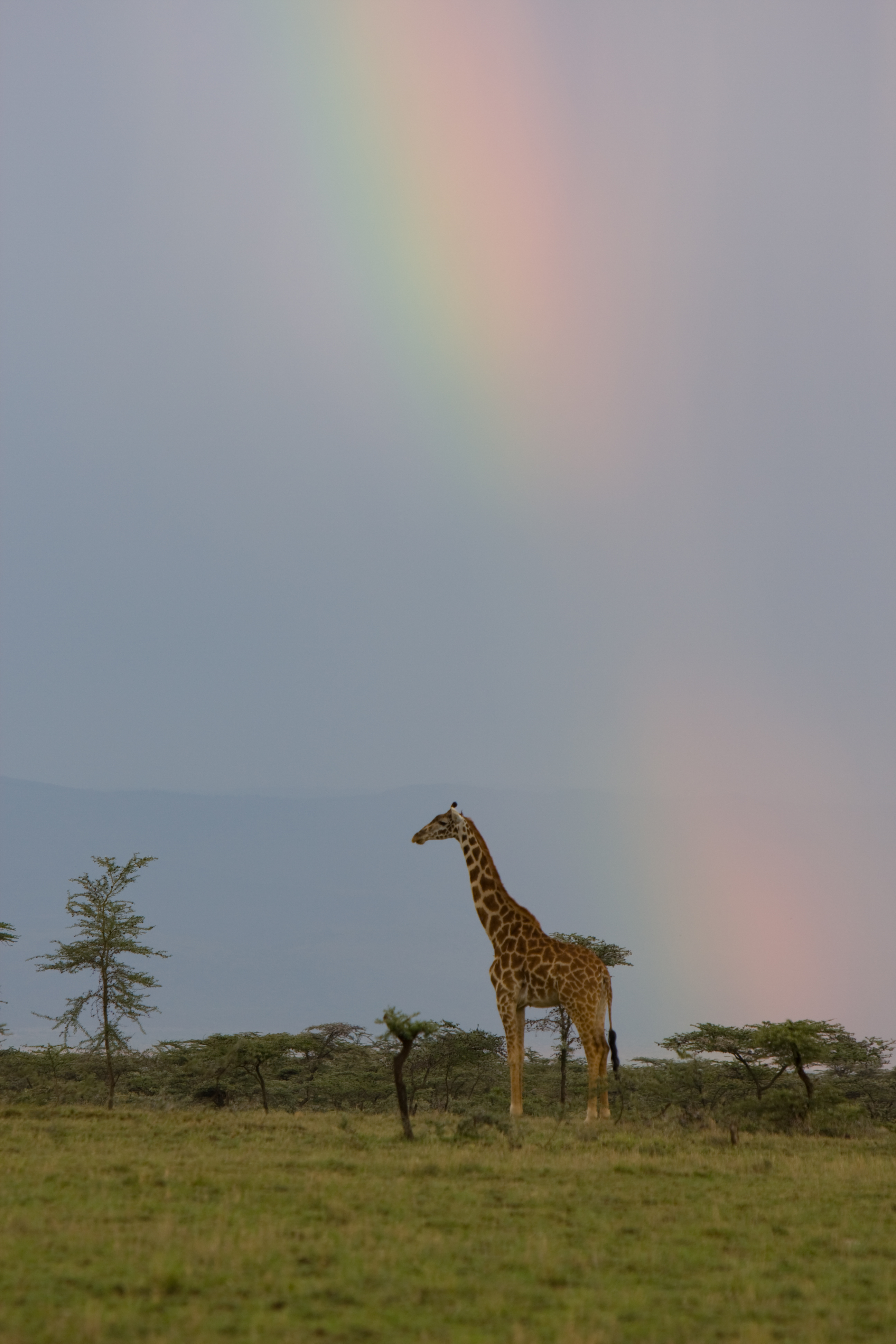Giraffe and the Rainbow