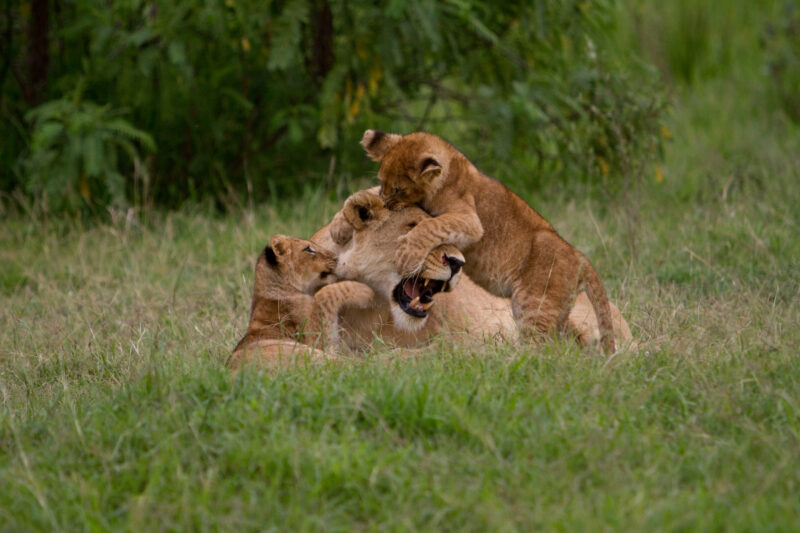 Lions in Kenya — Stock Photos of Lions in Masai Mara Game Park in Kenya, Africa Maasai Mara — Africa, Kenya, Masai Mara, Game Park, wildlife