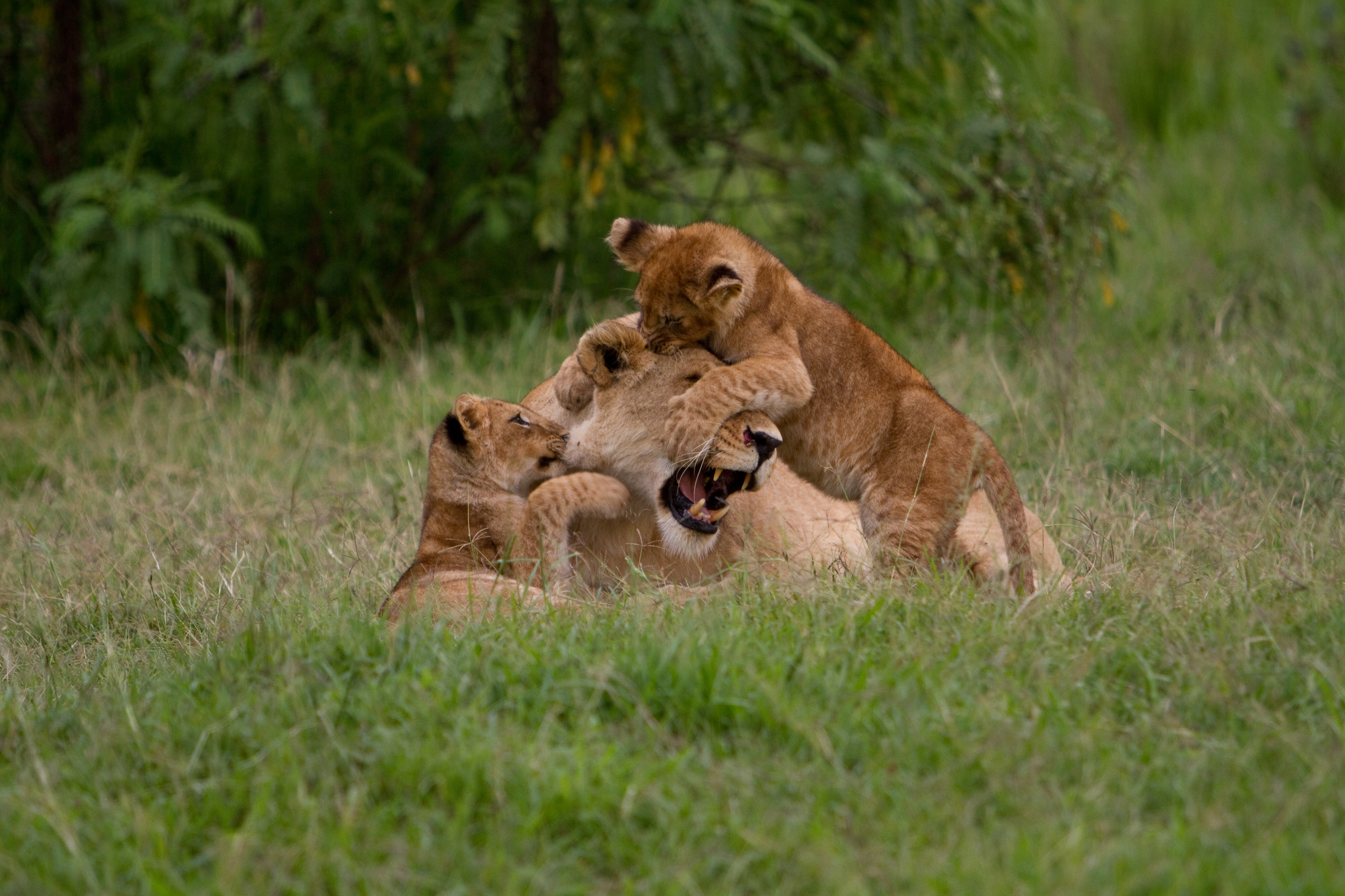 Lions in Kenya
