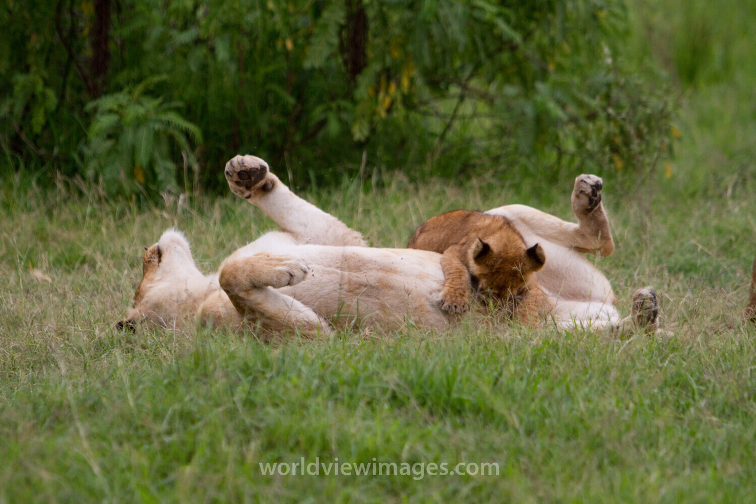 Lions in Kenya