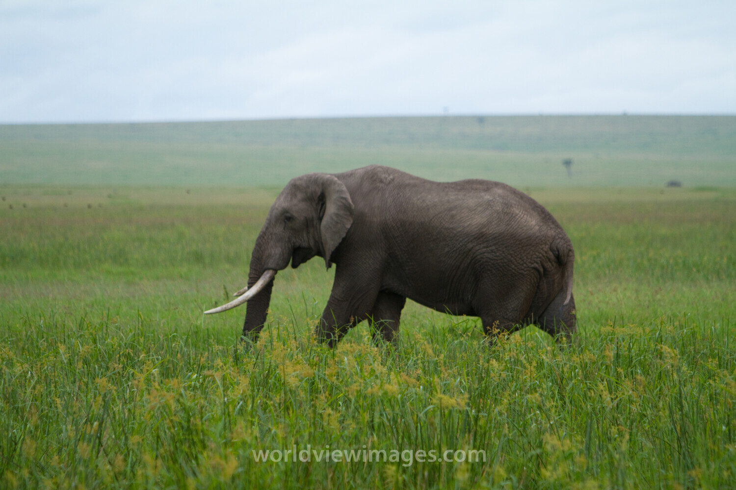 Elephants in Kenya