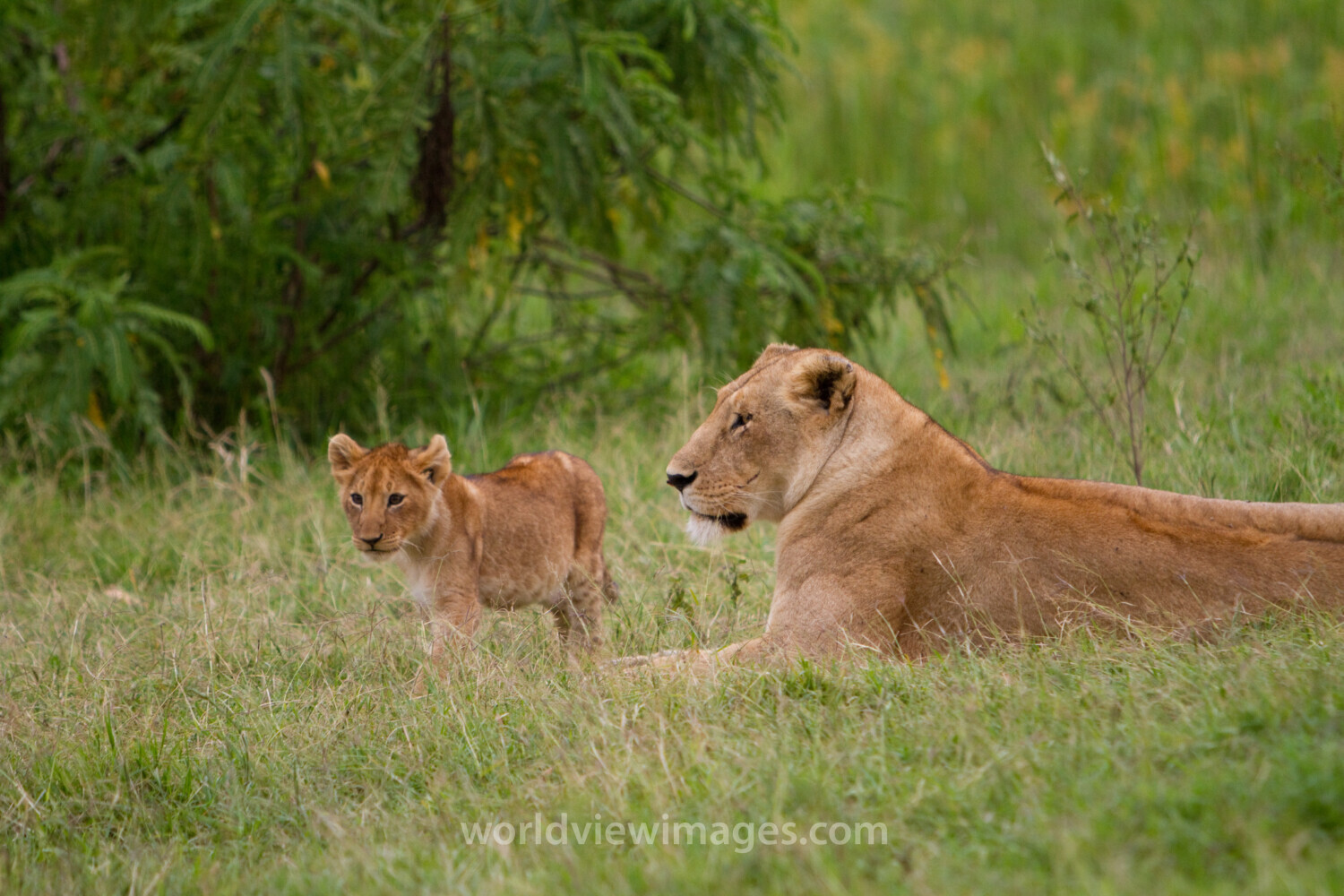 Lions in Kenya