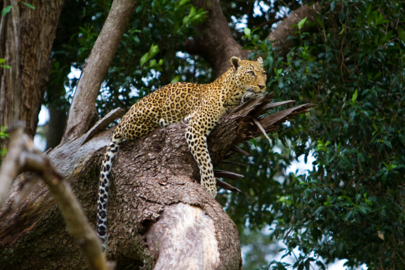Leopard in Tree — Leopard sitting up in a tree, in the Masai Mara Game Park in Kenya, East Africa — Africa, Kenya, Masai Mara, Game Park, wildlife