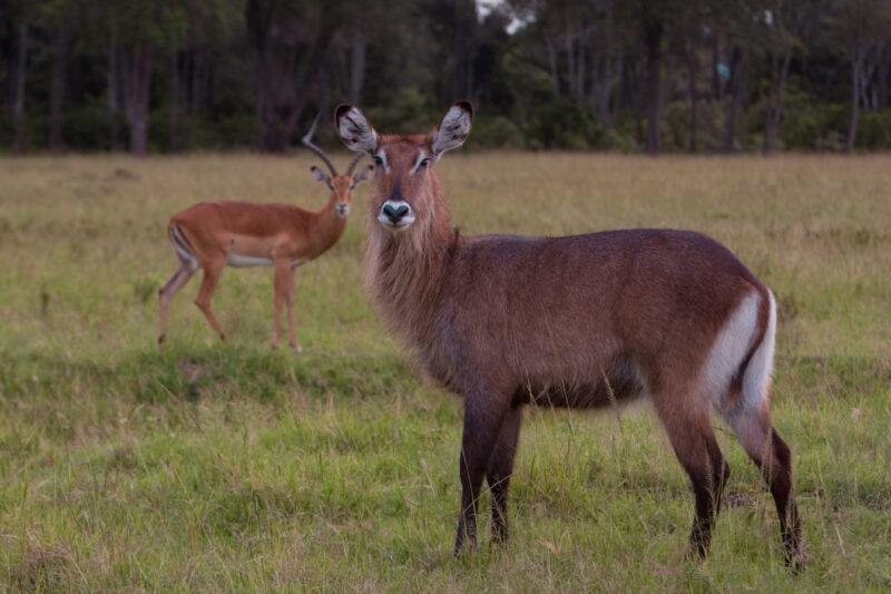 Antelope in Kenya — Maasai Mara — Africa, Kenya, Masai Mara, Game Park, wildlife