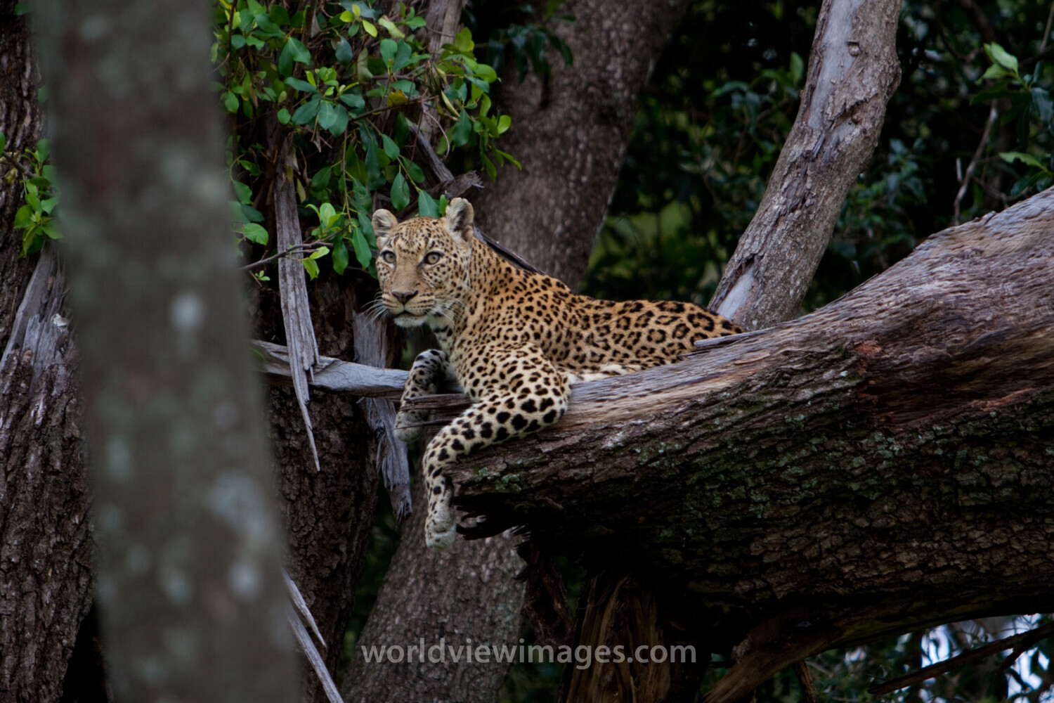 Leopard in Tree in Kenya