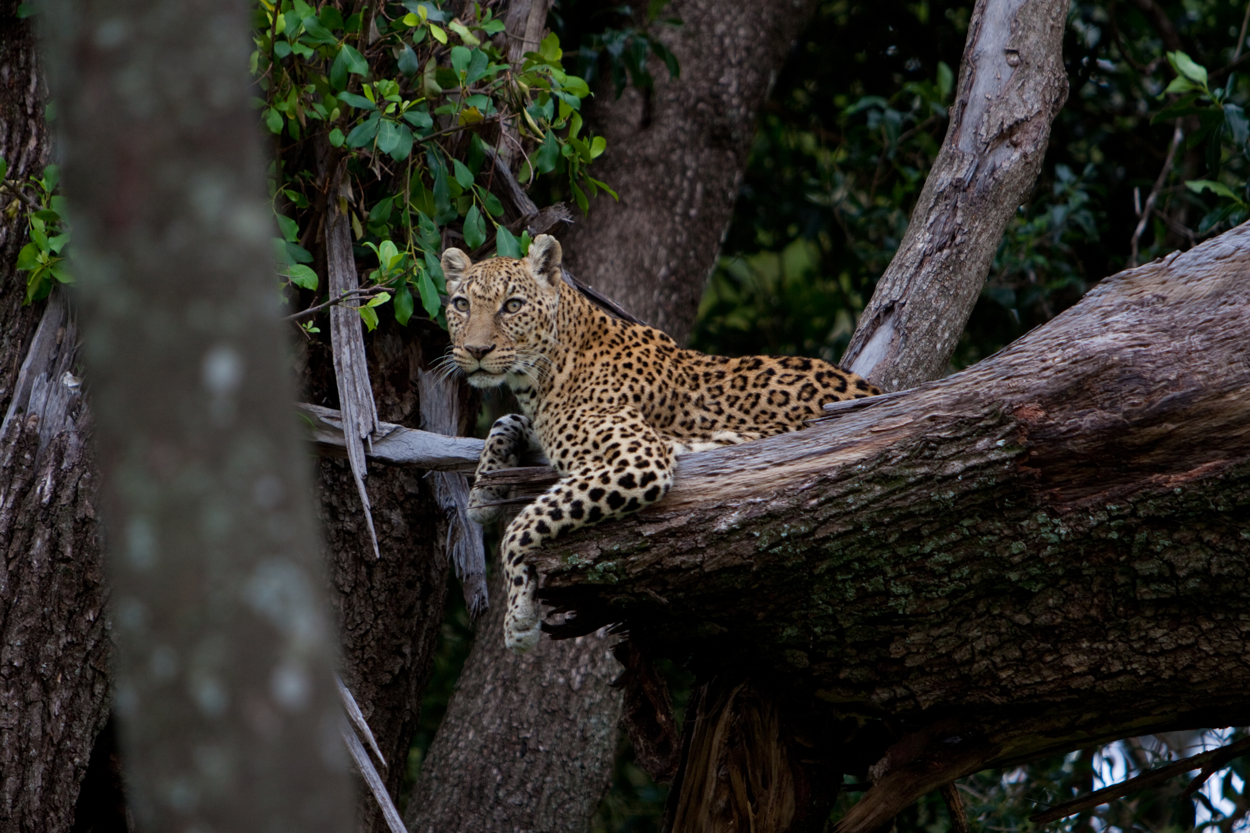 Leopard in Tree in Kenya