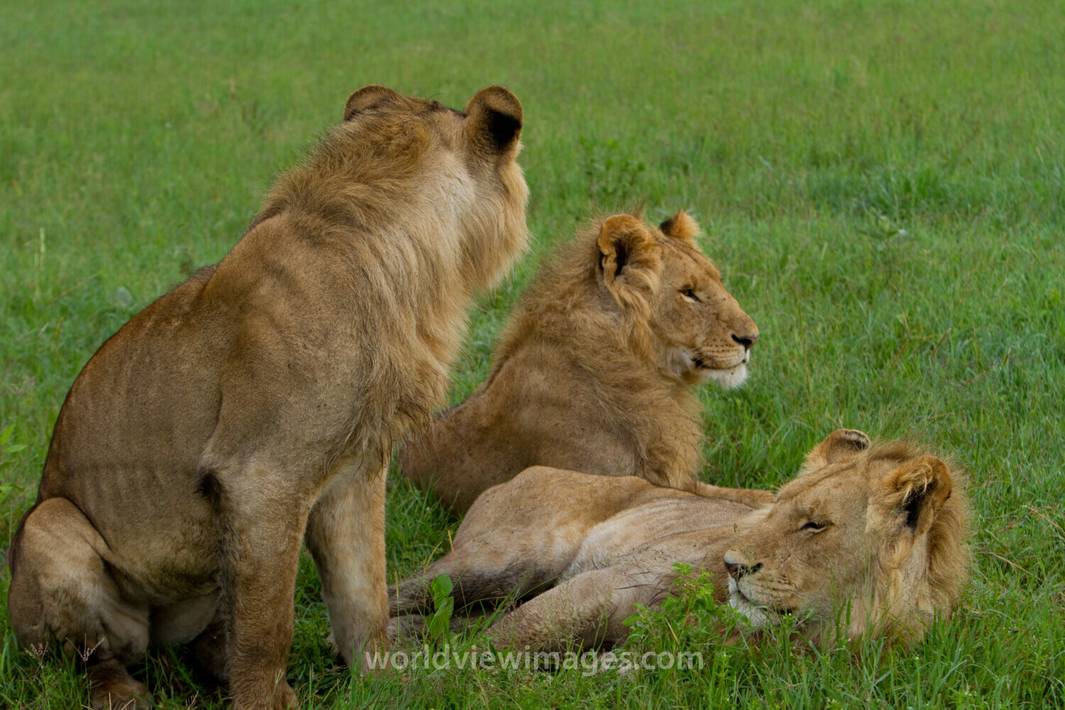 Lions in Kenya