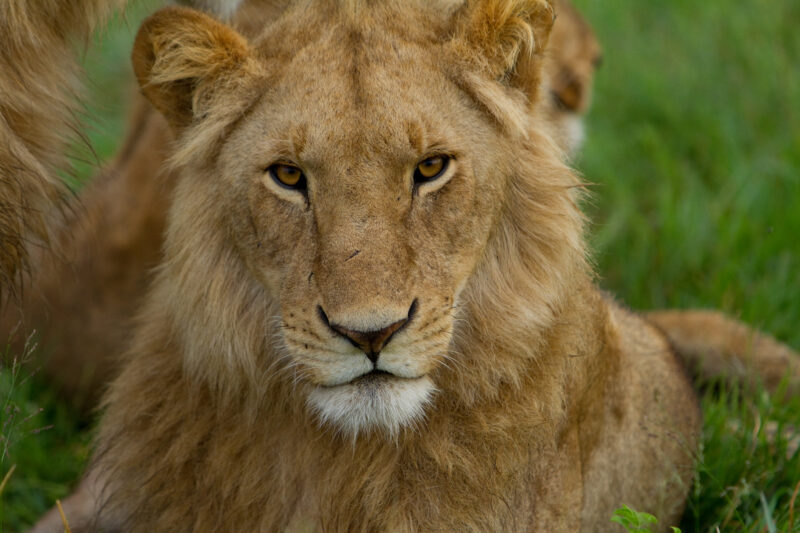 Lions in Kenya — Stock Photos of Lions in Masai Mara Game Park in Kenya, Africa Maasai Mara — Africa, Kenya, Masai Mara, Game Park, wildlife