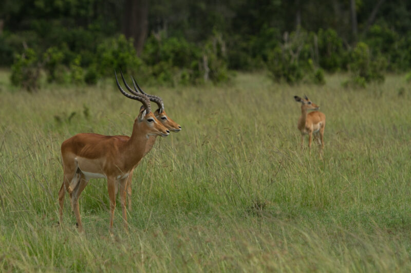 Antelope in Kenya — Maasai Mara — Africa, Kenya, Masai Mara, Game Park, wildlife
