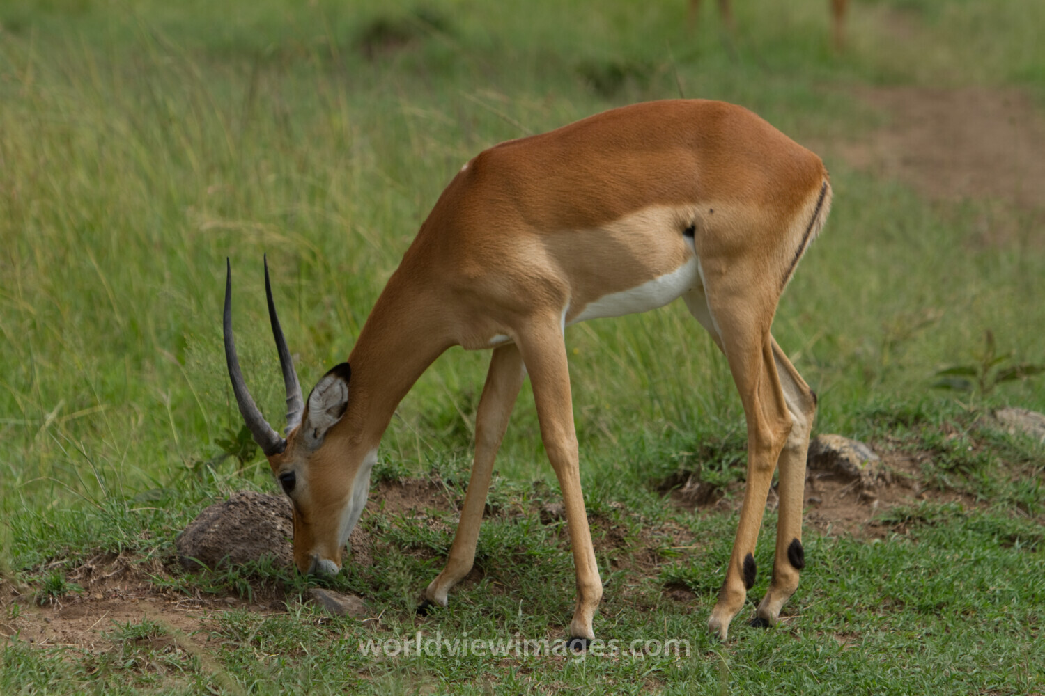 Antelope in Kenya