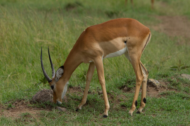 Antelope in Kenya — Maasai Mara — Africa, Kenya, Masai Mara, Game Park, wildlife