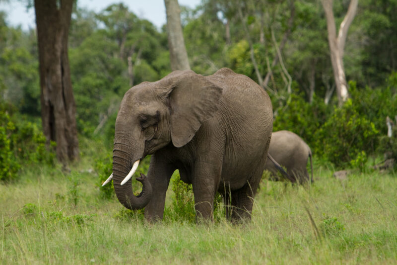 Elephants in Kenya — Elephants in their natural habitat the Masai Mara Game Park in Kenya, East Africa — Africa, Kenya, Masai Mara, Game Park, wildlife