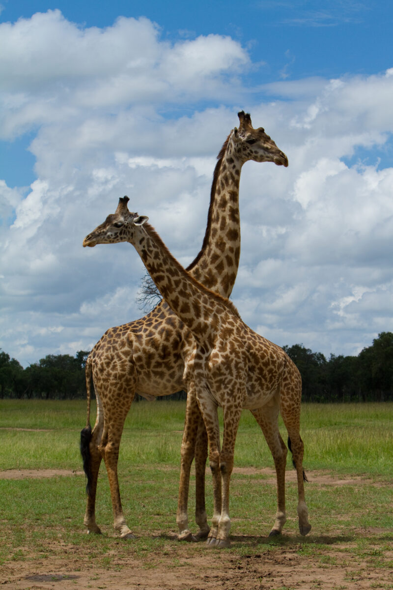 Giraffe in Kenya — Giraffes in Kenya, Africa Maasai Mara — Africa, Kenya, Masai Mara, Game Park, wildlife
