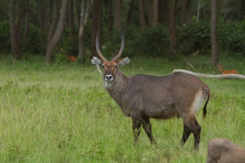 Antelope in Kenya — Maasai Mara — Africa, Kenya, Masai Mara, Game Park, wildlife