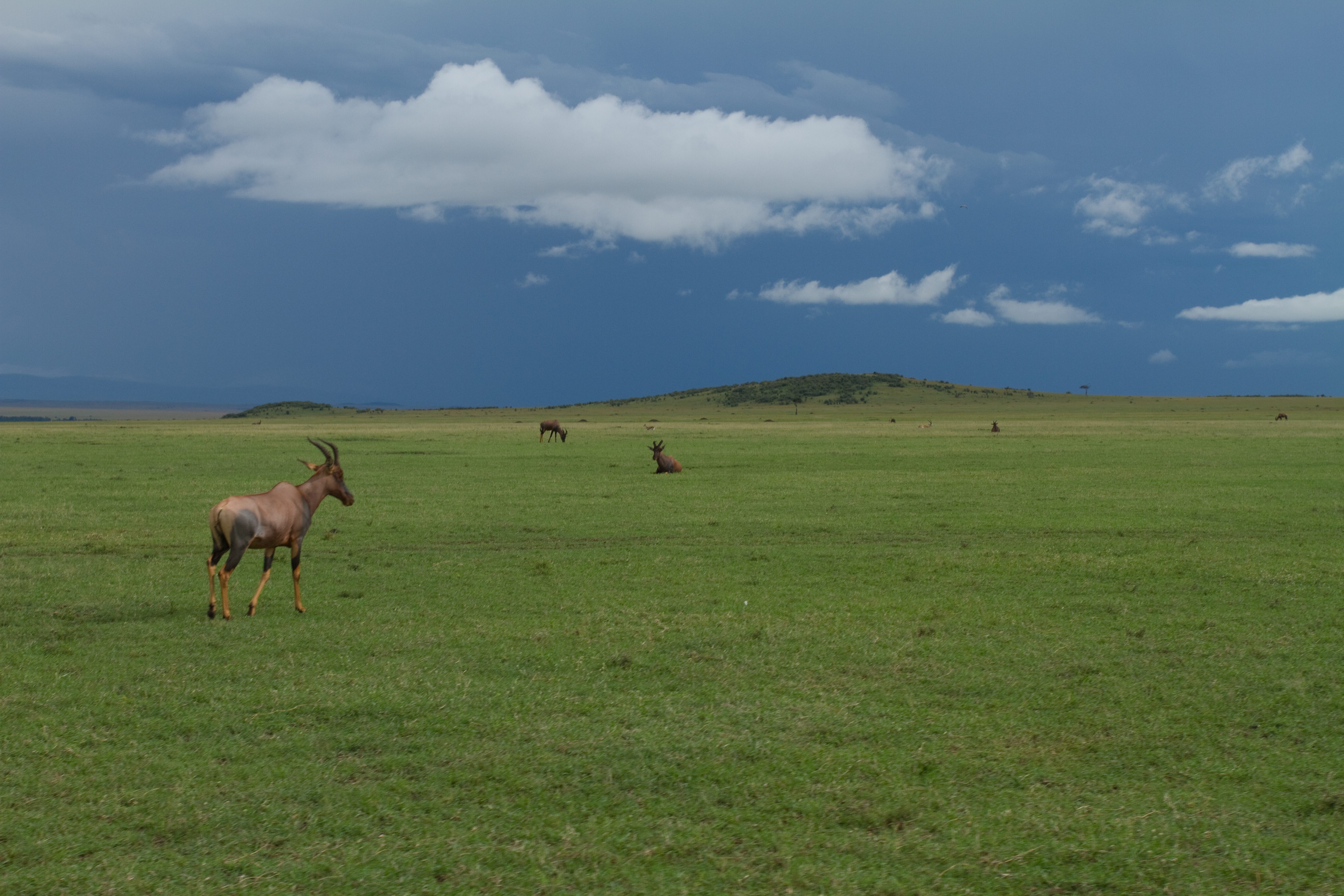 Masai mara in Kenya