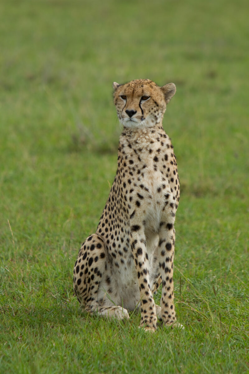 Cheetah in Kenya — The elusive cheetah in the Masai Mara Game Park in Kenya, East Africa — Africa, Kenya, Masai Mara, Game Park, wildlife