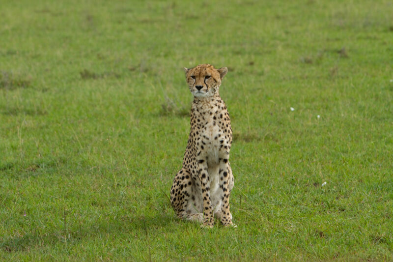 Cheetah in Kenya — The elusive cheetah in the Masai Mara Game Park in Kenya, East Africa — Africa, Kenya, Masai Mara, Game Park, wildlife