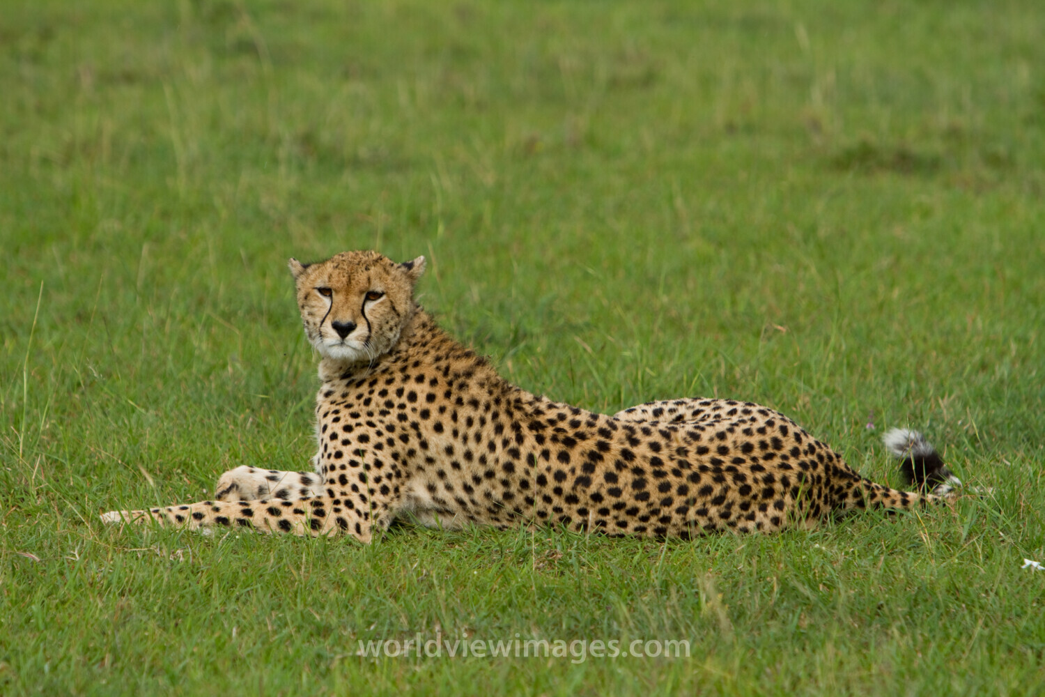 Cheetah in Kenya