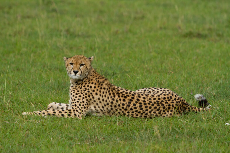 Cheetah in Kenya — The elusive cheetah in the Masai Mara Game Park in Kenya, East Africa — Africa, Kenya, Masai Mara, Game Park, wildlife