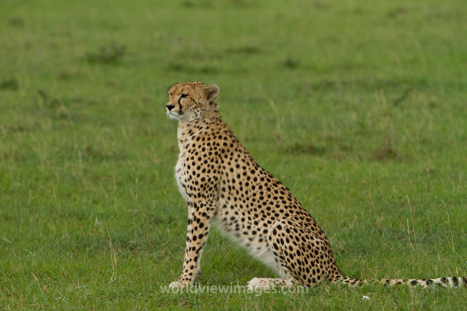 Cheetah in Kenya