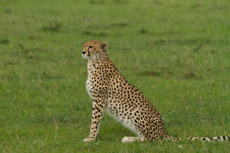 Cheetah in Kenya — The elusive cheetah in the Masai Mara Game Park in Kenya, East Africa — Africa, Kenya, Masai Mara, Game Park, wildlife