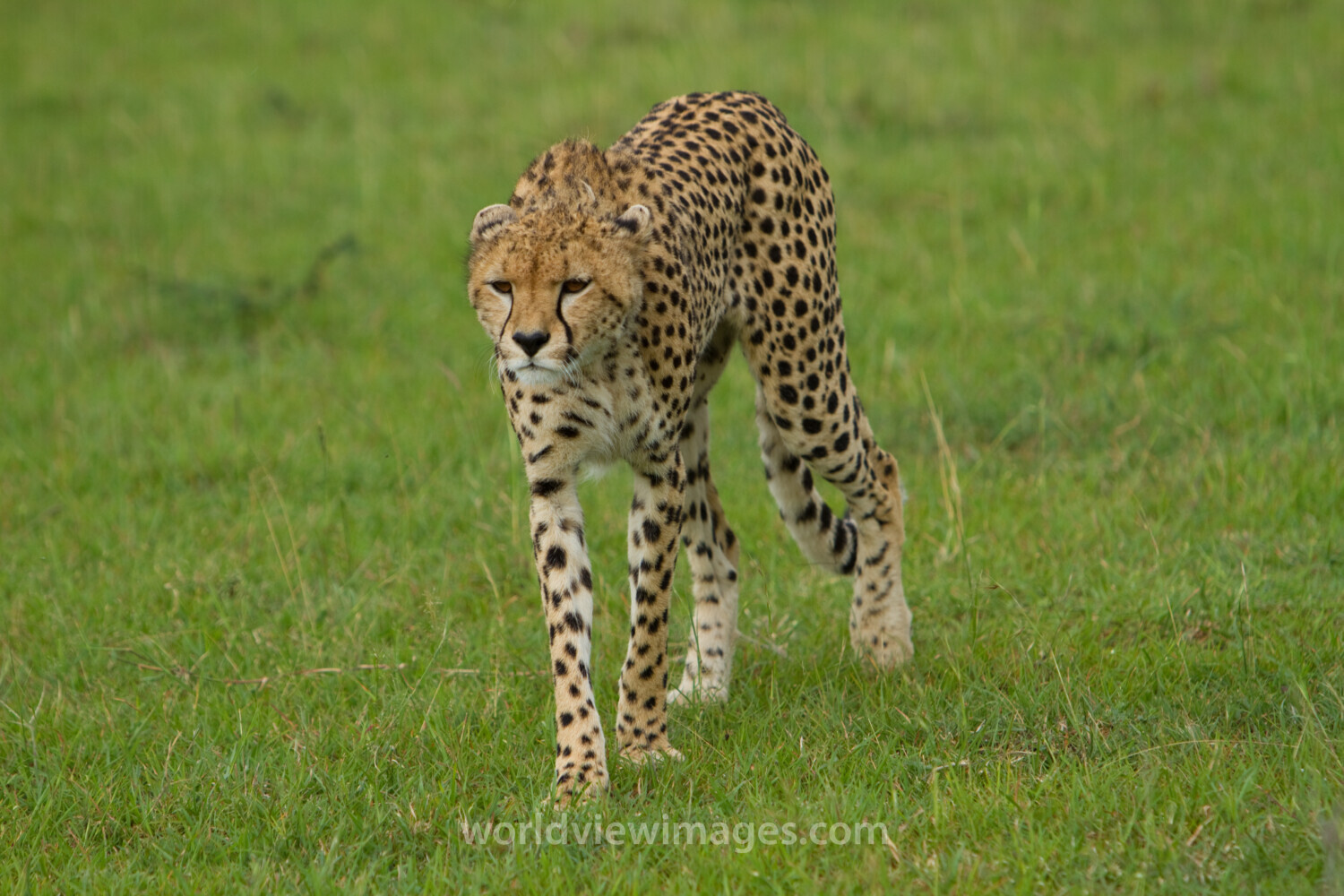 Cheetah in Kenya