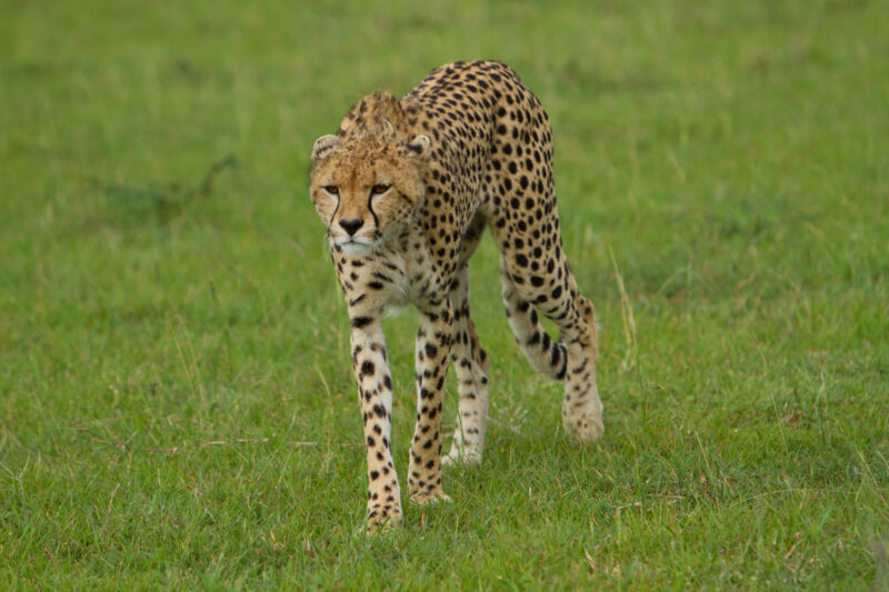 Cheetah in Kenya — The elusive cheetah in the Masai Mara Game Park in Kenya, East Africa — Africa, Kenya, Masai Mara, Game Park, wildlife