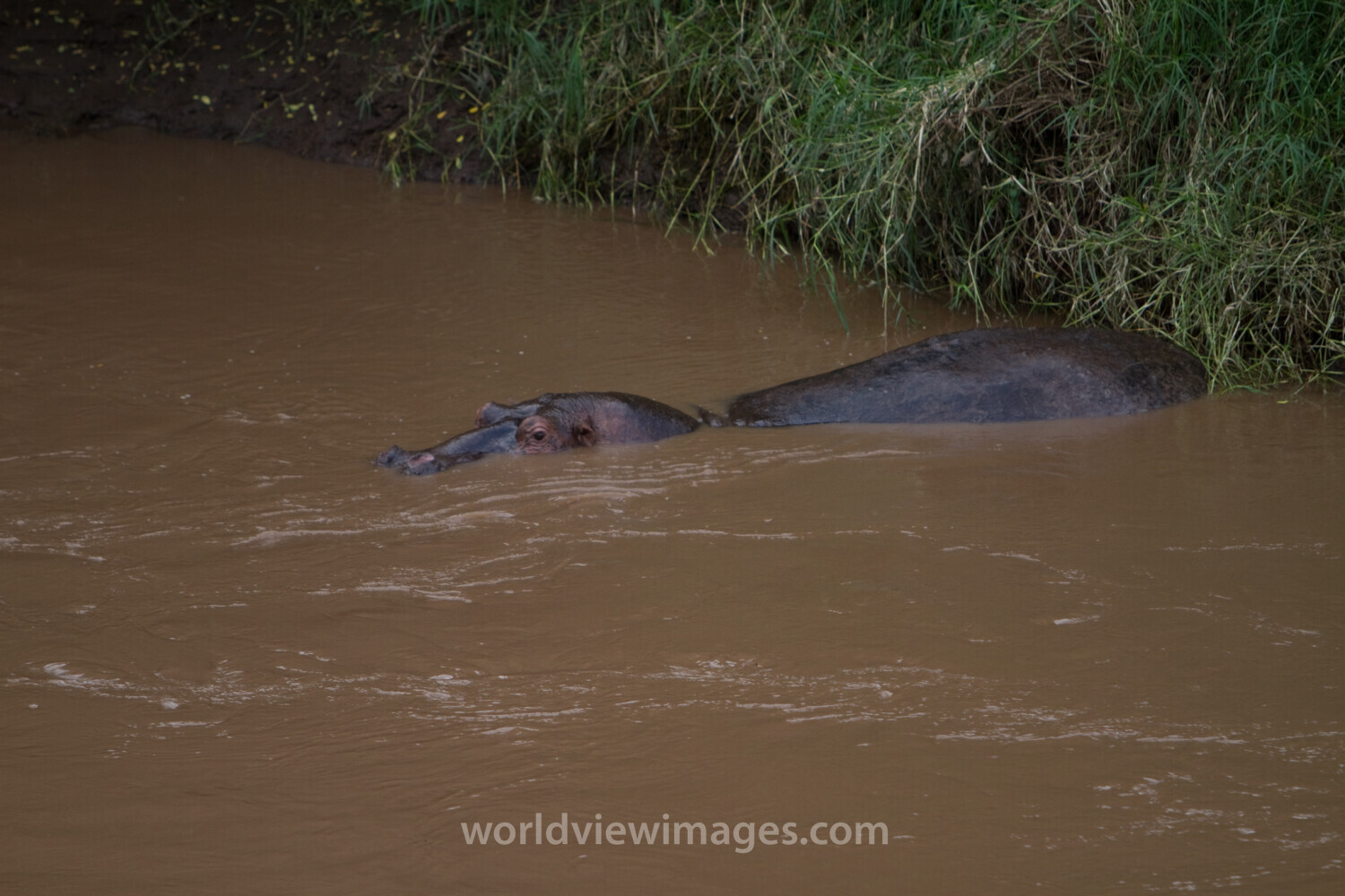 Hippopotamus in Kenya