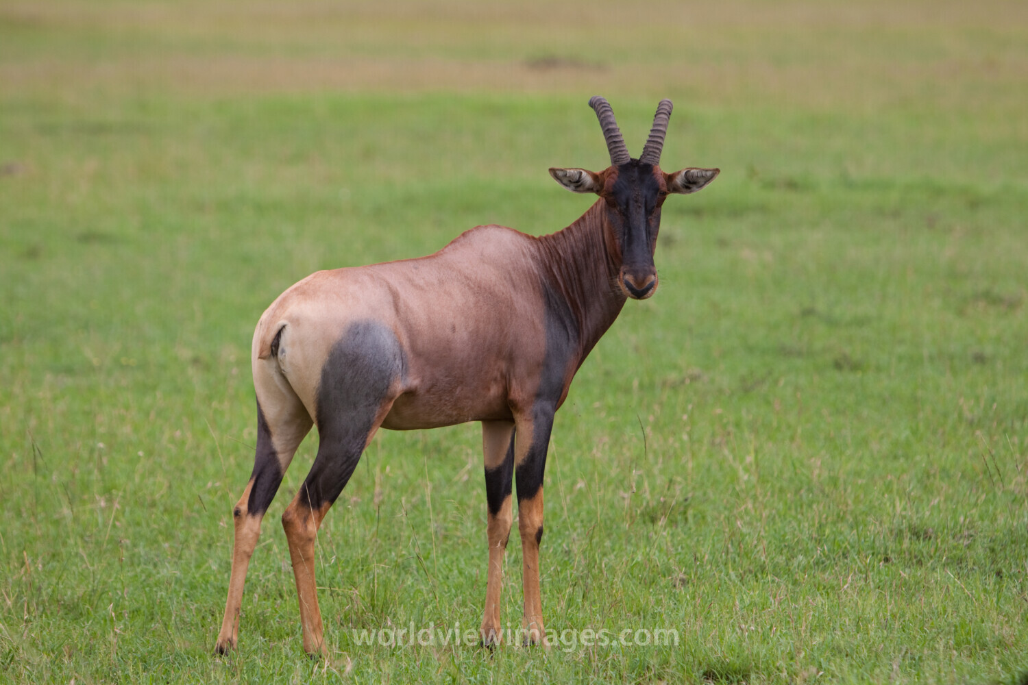 Antelope in Kenya