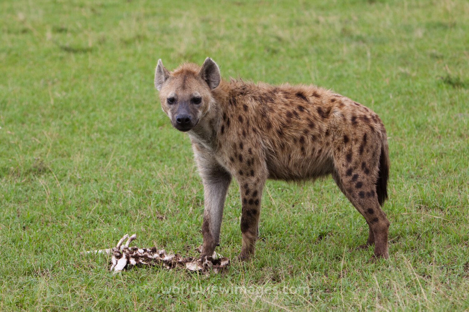 Hyena in Kenya