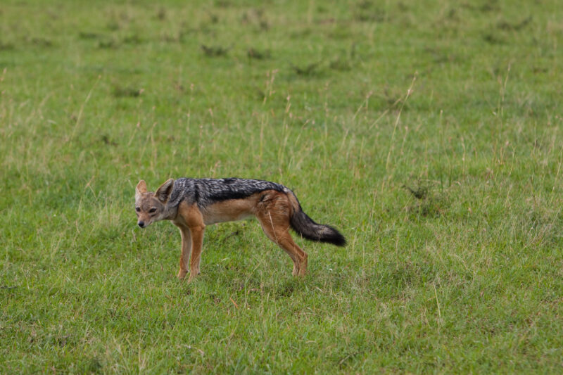 Jackal in Kenya — Maasai Mara — Africa, Kenya, Masai Mara, Game Park, wildlife