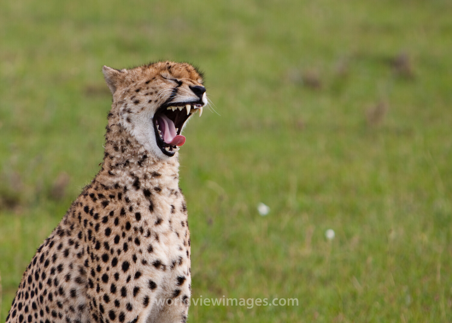 Cheetah in Kenya