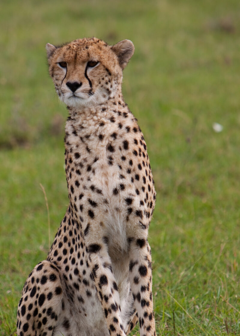 Cheetah in Kenya’s Maasai Mara — The elusive cheetah in the Masai Mara Game Park in Kenya, East Africa — Africa, Kenya, Masai Mara, Game Park, wildlife