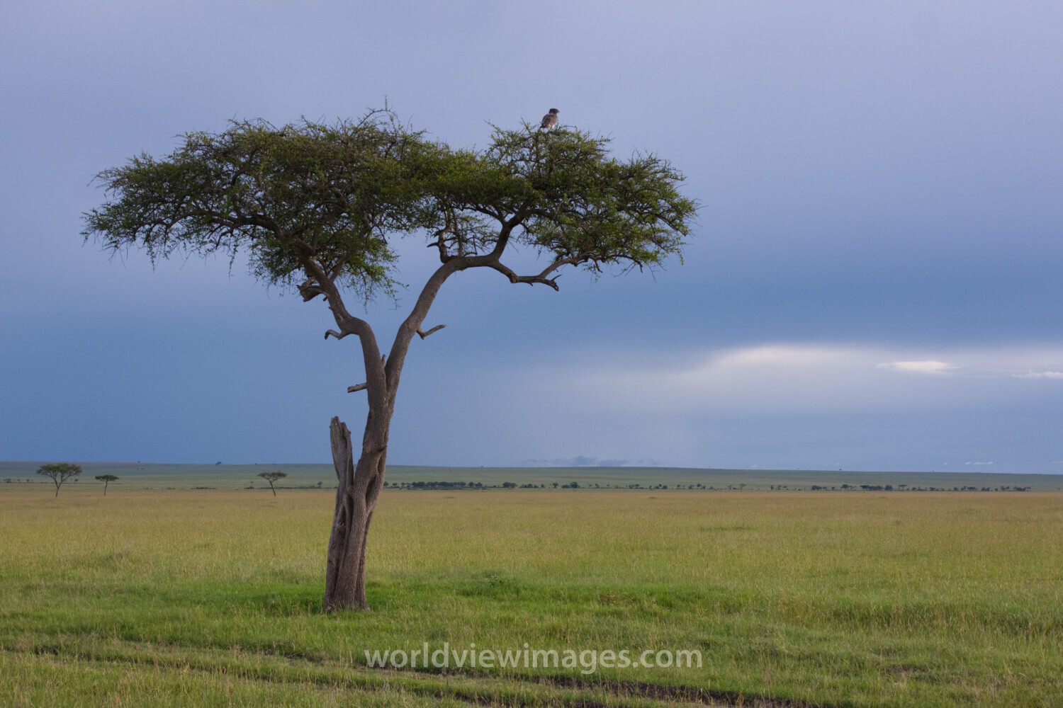 Masai mara in Kenya