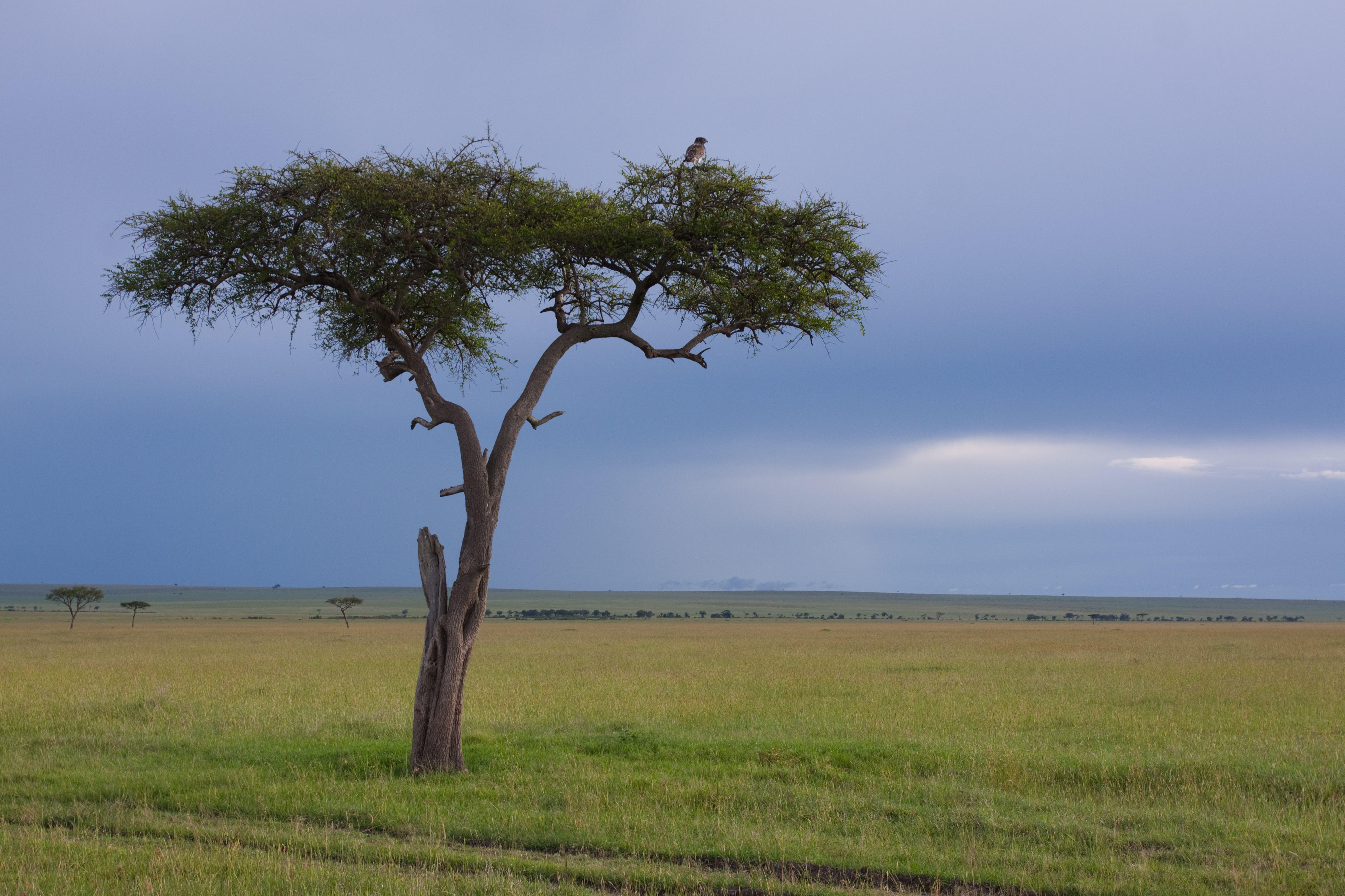 Masai mara in Kenya