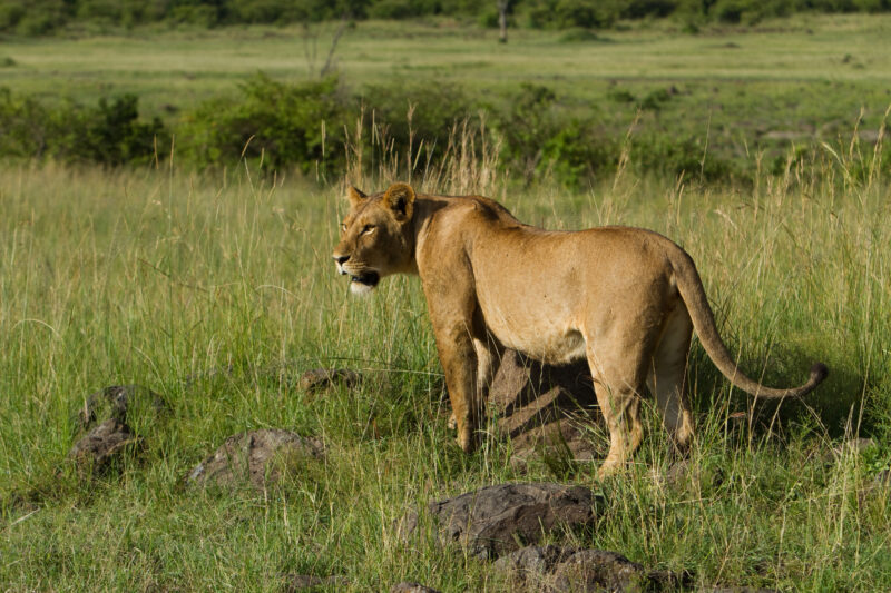 Lions in Kenya — Stock Photos of Lions in Masai Mara Game Park in Kenya, Africa Maasai Mara — Africa, Kenya, Masai Mara, Game Park, wildlife