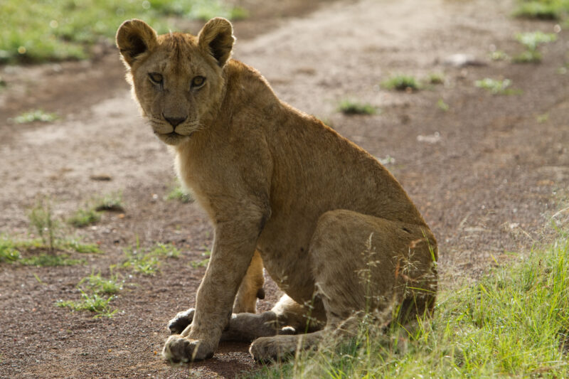 Lions in Kenya — Stock Photos of Lions in Masai Mara Game Park in Kenya, Africa Maasai Mara — Africa, Kenya, Masai Mara, Game Park, wildlife