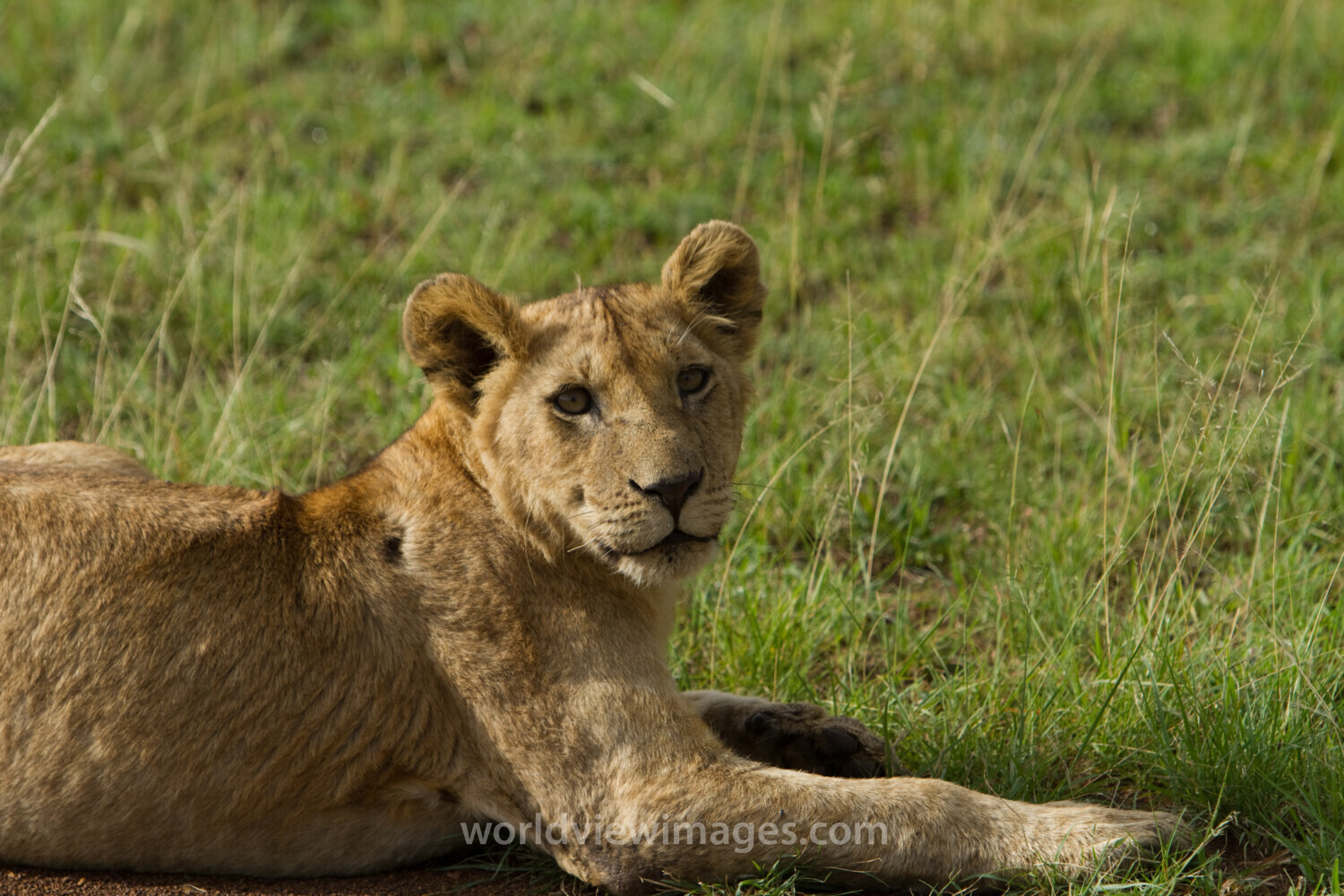 Lions in Kenya