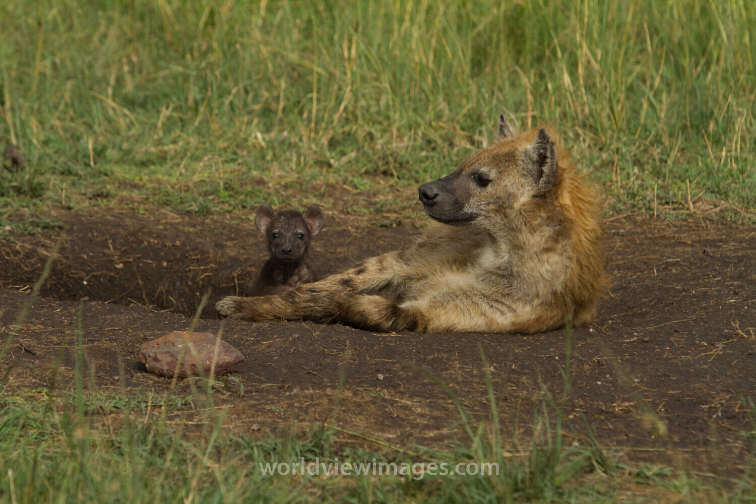 Hyena in Kenya