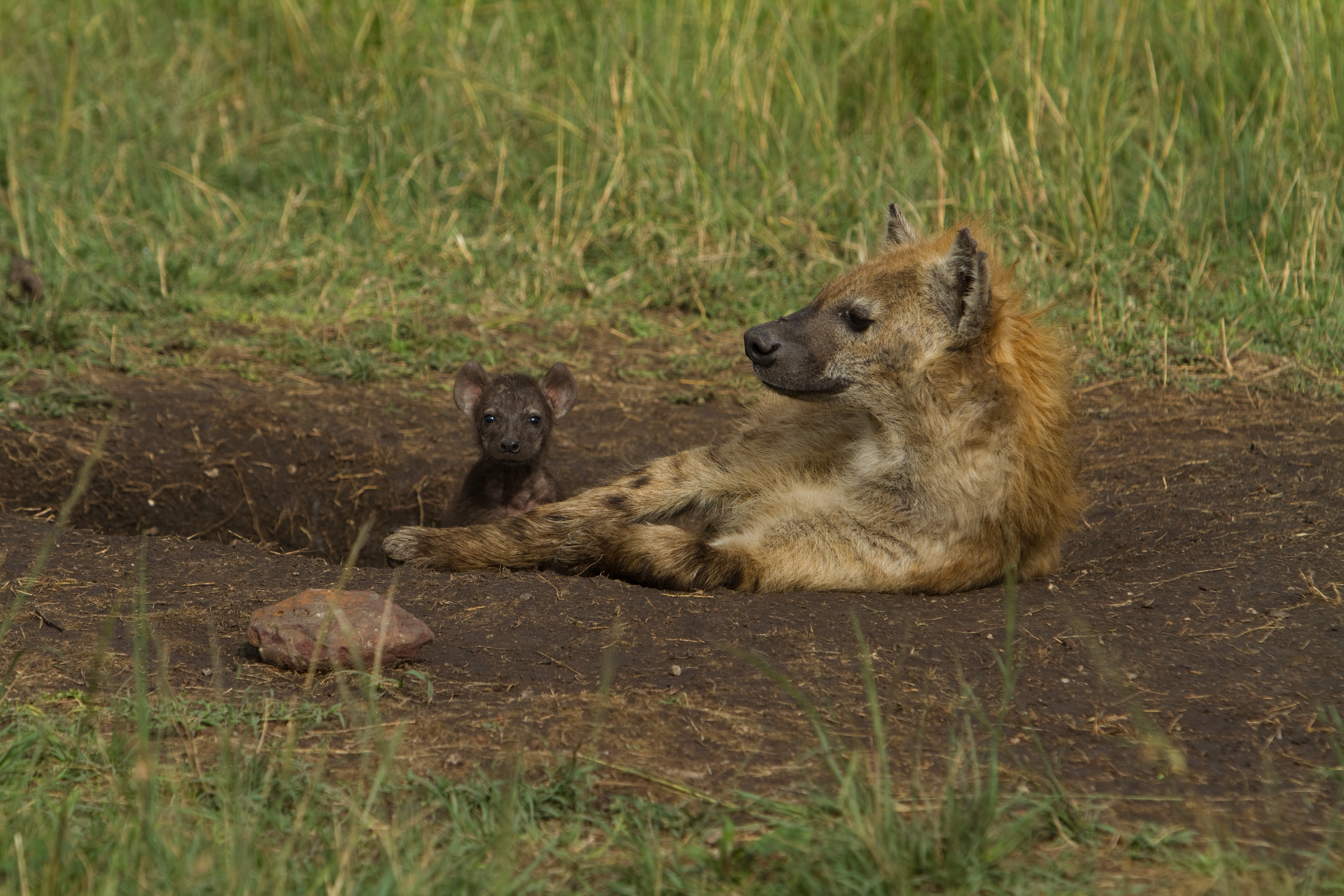 Hyena in Kenya