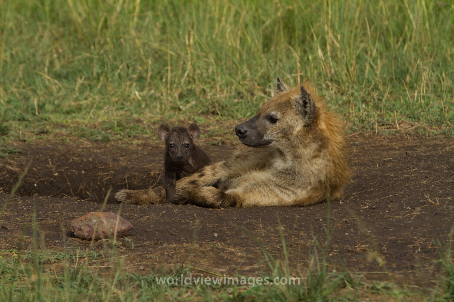 Hyena in Kenya