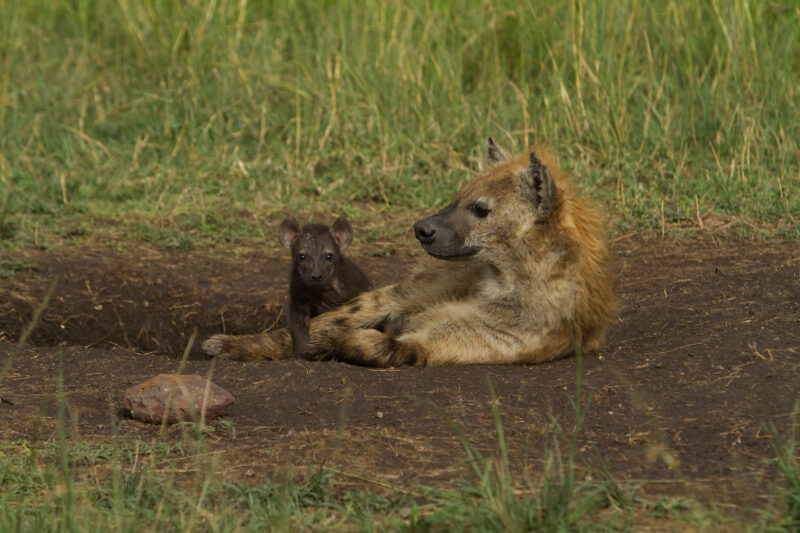 Hyena in Kenya — Stock image of a mother hyena and her pup Maasai Mara — Africa, Kenya, Masai Mara, Game Park, wildlife