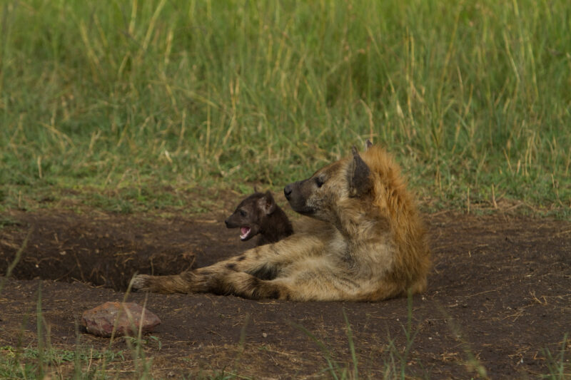 Hyena in Kenya — Stock image of a mother hyena and her pup Maasai Mara — Africa, Kenya, Masai Mara, Game Park, wildlife