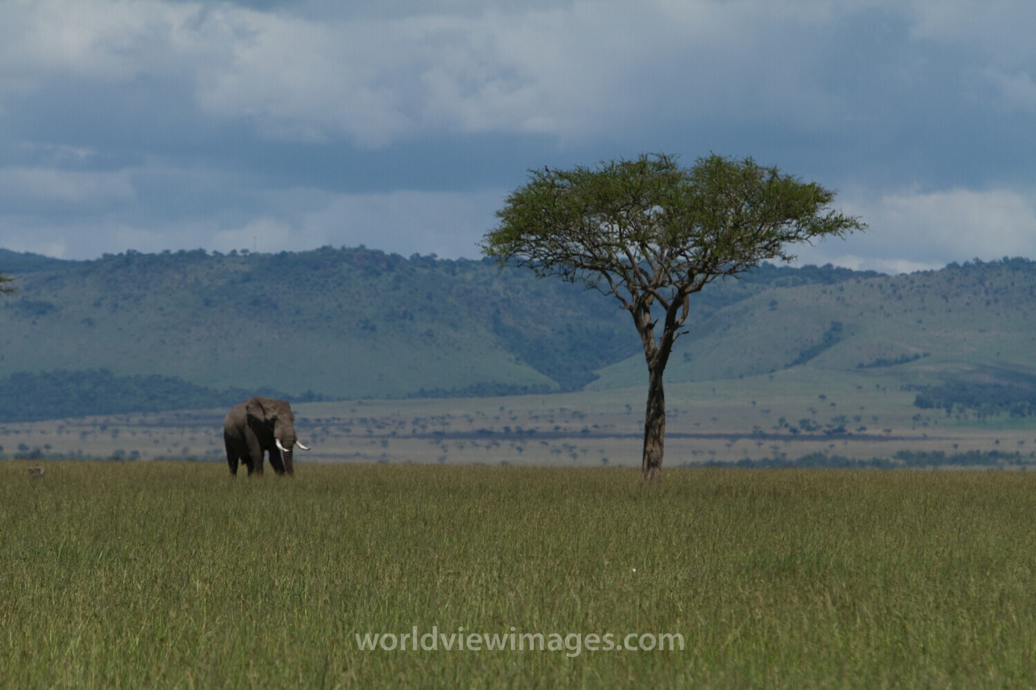 Elephant in Kenya