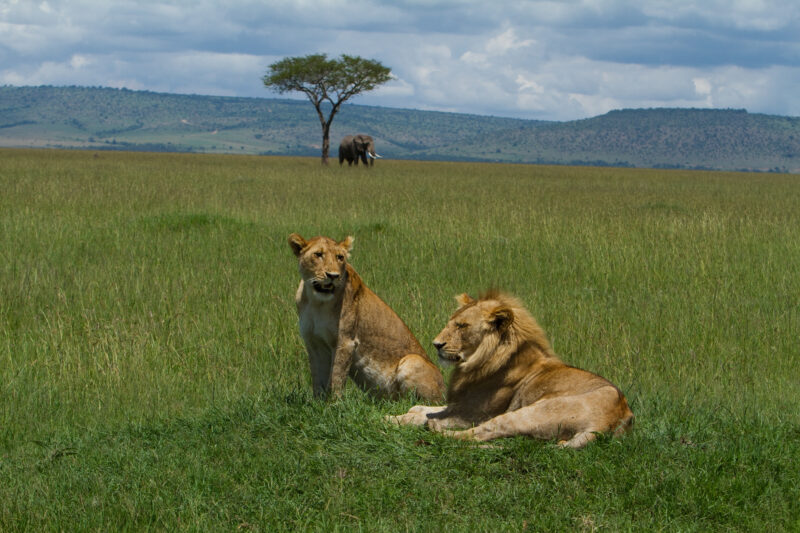 Lions in Kenya — Stock Photos of Lions in Masai Mara Game Park in Kenya, Africa Maasai Mara — Africa, Kenya, Masai Mara, Game Park, wildlife