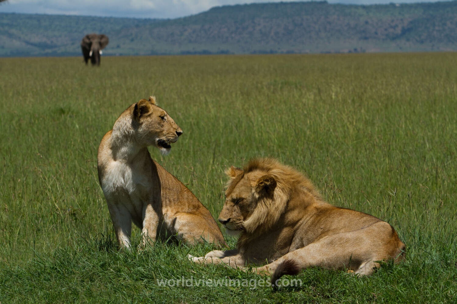 Lions in Kenya